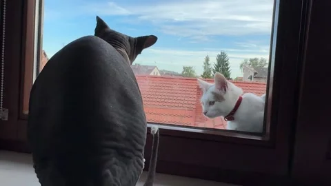 Two cats watch outside together from window sill indoors and outdoors Stock Footage 317522850