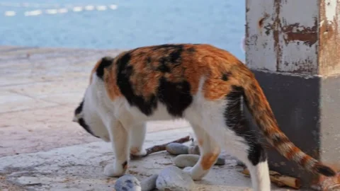 Two cats of white and red color play on the azure beach against the background Stock Footage 221997847