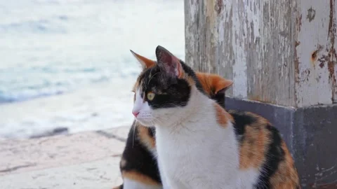Two cats of white and red color play on the azure beach against the background Stock Footage 221997907