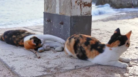 Two cats of white and red color play on the azure beach against the background Stock Footage 232637862