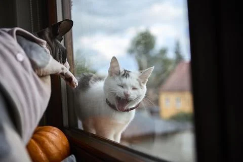 Two cats at window with outside view and reflections Stock Photos