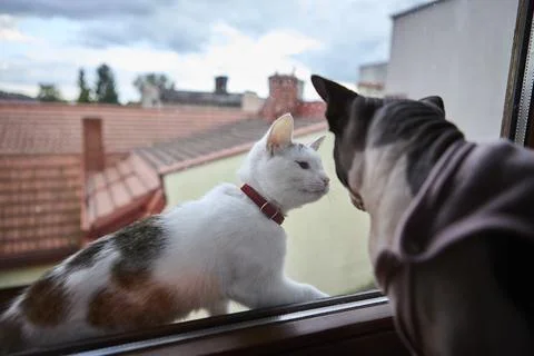 Two cats on window sill with rooftops in background Stock Photos