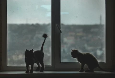 Two cats on a window with winter background 스톡 사진