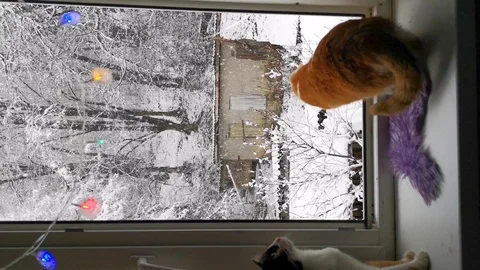 Two cats on the windowsill look at the falling snow outside the window Stock Footage 125877109