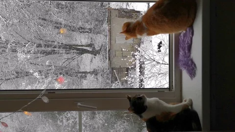 Two cats on the windowsill look at the falling snow outside the window Stock Footage 125877130