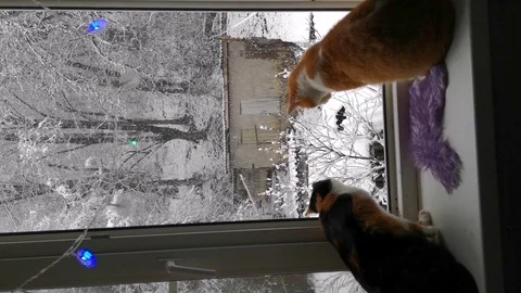 Two cats on the windowsill look at the falling snow outside the window Stock Footage 125877146