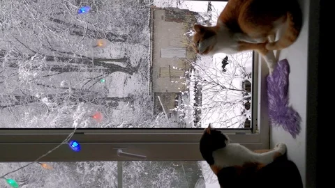 Two cats on the windowsill look at the the falling snow outside the window Stock Footage 125877183