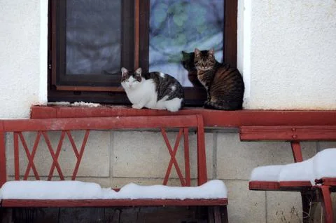 Two Cats in the Winter Stock Photos