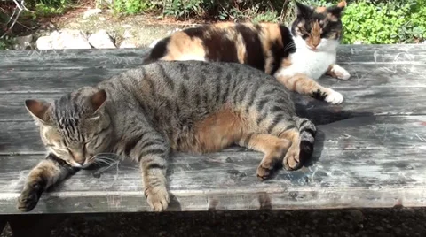 Two cats on wooden table Stock Footage 35094846
