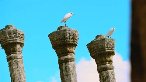 Two Cattle Egret Birds Perched On Ancient Pillars, And Their Various Behaviors. Stock Footage 171446779