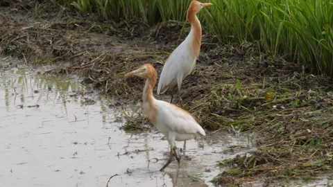 Two cattle egrets are on the flooded field in close up Stock Footage 314574252