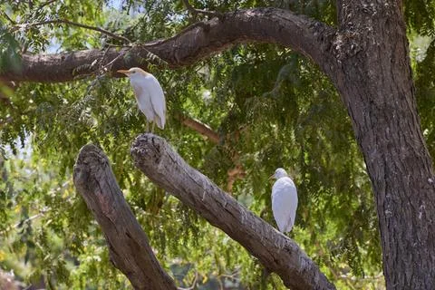 Two cattle egrets perched on tree branches in green forest Stock Photos