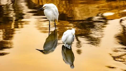 Two Cattle Egrets with a reflection looking for food 스톡 사진