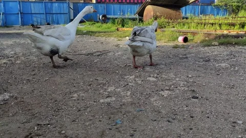 Two cattle geese Stock Footage 237409663