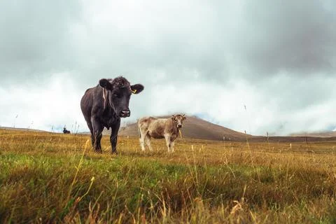 Two cattle grazing in open field under overcast sky, rural serenity Stock Photos