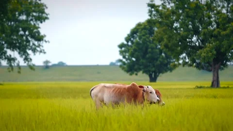 Two Cattle in a Lush Green Rice Field Stock Footage 344835295