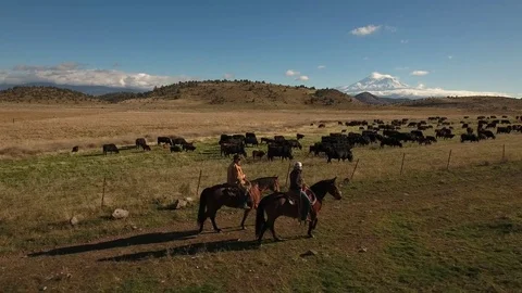 Two cattle ranchers on horseback passing by cows in enclosure - California, USA Stock Footage 82690228