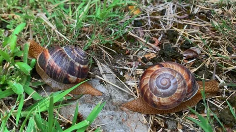 Two Caucasian land snails crawling in close-up across grass Vídeo Stock 346743071