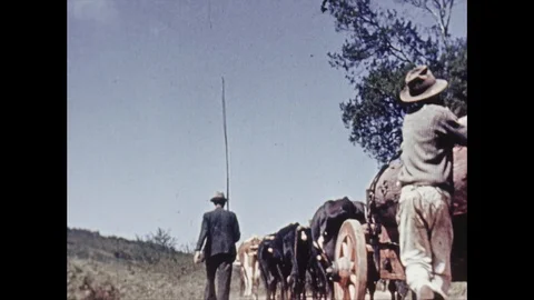 Two caucasian men guiding cows on the road, south africa, 1939 Stock-Footage 132320615