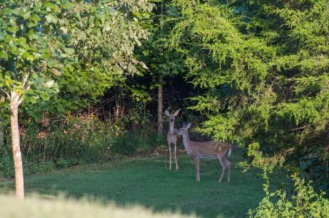 Two cautious White-tailed deer in the opening of pathway Odocoileus virginianus Stock Photos