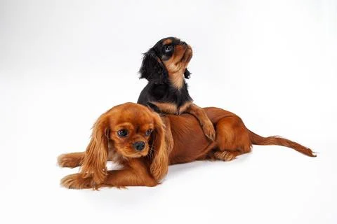 Two Cavalier King Charles Spaniel 스톡 사진