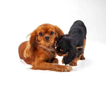 Two Cavalier King Foto stock
