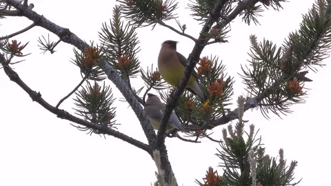 Two Cedar Waxwings Perched on Pine Branch, Medium Framing Stock Footage 325634116