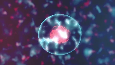 Two Cell Division Video stock 72893980