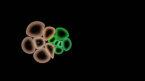 Two Cell Populations Compete For The Same Culture Surface Stock Footage 344513219