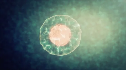 Two cells divide by osmosis Stock Footage 67510716