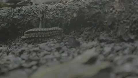 Two centipedes mating in the rainforest Stockbeeldmateriaal 137823198