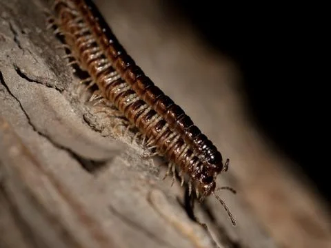 Two centipedes on a tree bark Stock Photos