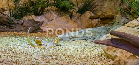 Two central bearded dragon lizards laying on top of each other, reptile bondi Stock Photos