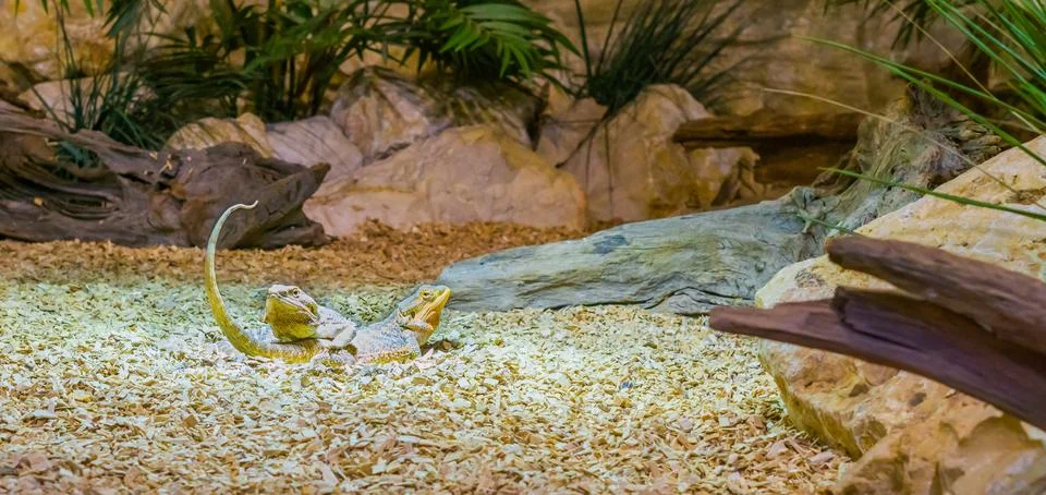 Two central bearded dragon lizards laying on top of each other, reptile bondi Stock Photos