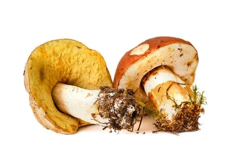 Two ceps isolated on a white background Stock Photos