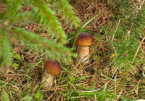 Two ceps. Stock Photos