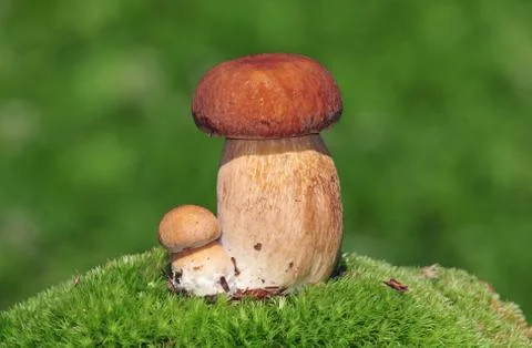 Two ceps Stock Photos