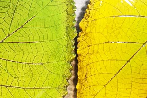 Two ceramic leaf shaped plates green and yellow glaze macro texture tableware Stock Photos