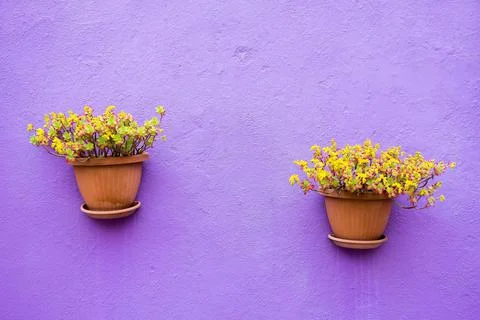 Two ceramic pots with flowers Stock Photos