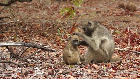 Two Chacma baboons 動画素材 102448139
