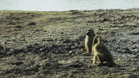 Two Chacma baboons sit on the muddy shore of a lake. One primate bends forward Stock Footage 295797677