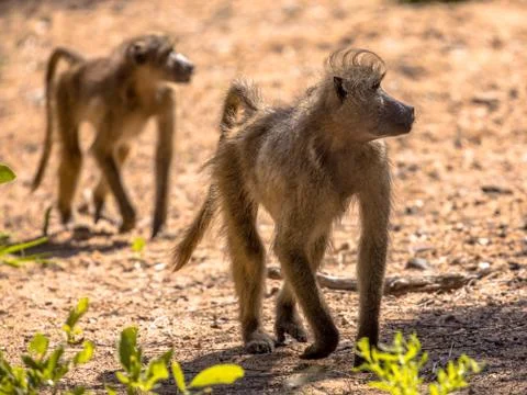Two Chacma baboons walking Stock Photos