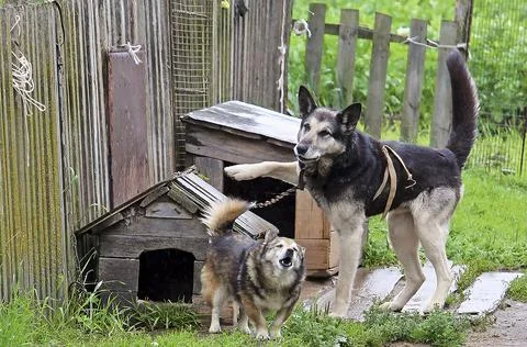 Two chained dogs stand next to a wooden kennel. Foto stock