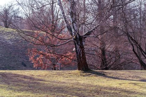 Two Chairs Beneath Bare Tree on Sunny Hill Stock Photos