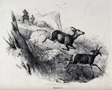 Two chamois bucks taking flight from a huntsman in the mountains. Chalk lit.. Stock Illustration