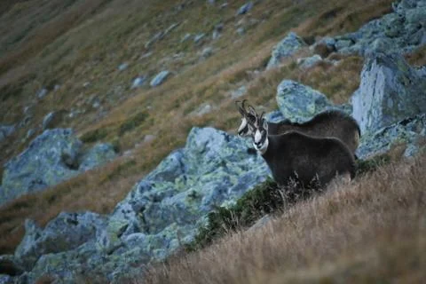 Two chamois Photos