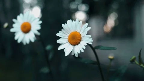 Two Chamomile 4K Stock Footage 76943241