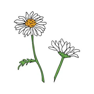Two chamomile flowers Stock Illustration