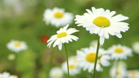 Two chamomile flowers sway in the wind against a blurred background  Stock Footage 132985771