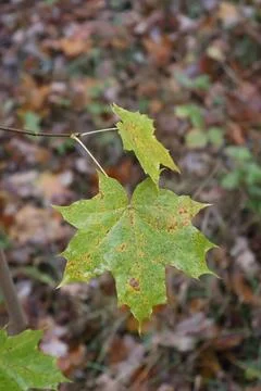 Two changing maple leaves hanging on branch in autumn forest Stock Photos